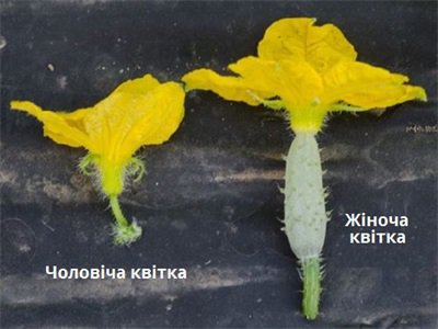 Цветки мужского типа (слева) растут на тонком стебельке