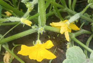 Для урожая огурцов семена следует покупать у проверенных производителей