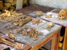 У Вінниці тривають розкопки