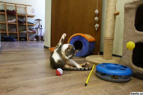 В тимчасовий притулок привозили й тварин, яких евакуювали з Херсонської області