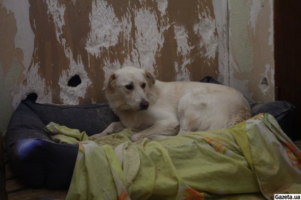 Собаки живут у вольєрах. Підлогу застелають тирсою, а тварини сплять на лежанках і ковдрах