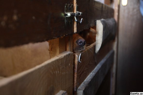 Близько 10–15 волонтерів регулярно приходять та вигулюють, годують тварин, прибирають приміщення, займаються адопцією, реєстрацією та оформленням документів