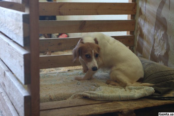 З собою відвідувачі можуть приносити смаколики, але годувати тварин дозволено лише після погодження з ветлікарем