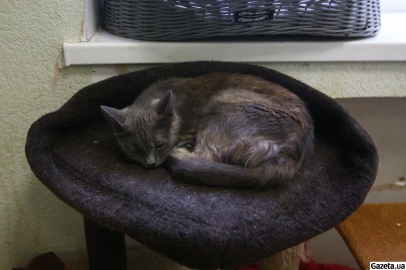 На ВДНГ працює тимчасовий притулок для тварин, які залишилися на вулиці через війну