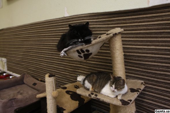 Познайомитись із тваринами та забрати когось додому можна за адресою: вулиця Академіка Глушкова, 1, 16-й павільйон