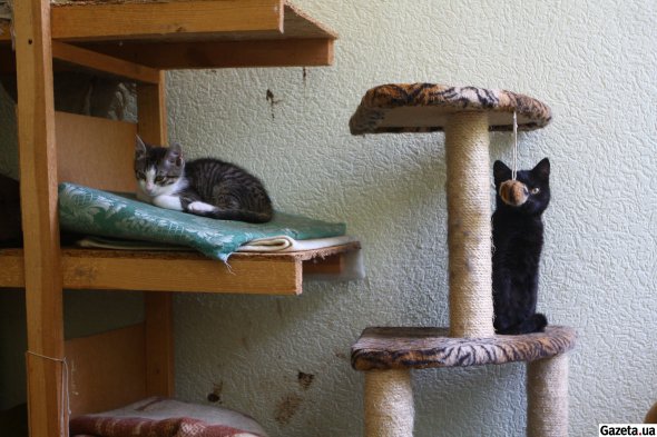 У притулок "Виставковий центр" тварини потрапляють вже після лікування, проведення необхідних щеплень і стерилізації