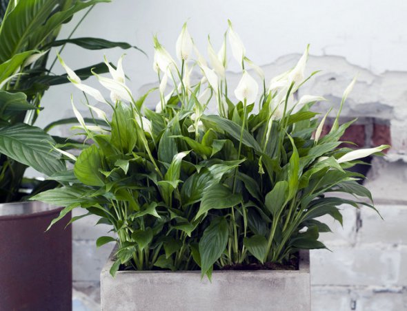 Кімнатна рослина, яка очищує повітря в будинку: спатифіллум