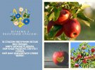 Яблочный Спас или Преображение Господне отмечают 19 августа