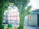 На заводах Toyota почали вирощувати помідори та полуницю 