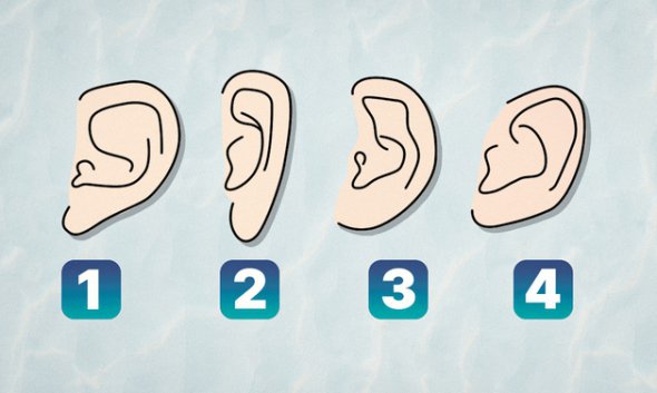 По форме ушей можно определить черты характера