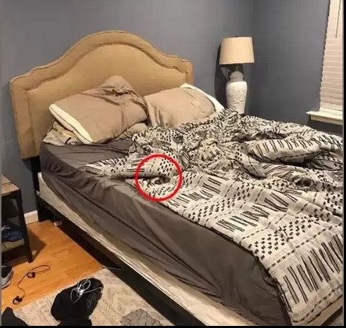 Головоломка с оптической иллюзией: найдите собаку в спальне за 15 секунд