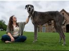 У найвищого собаки у світі діагностували рак кісток