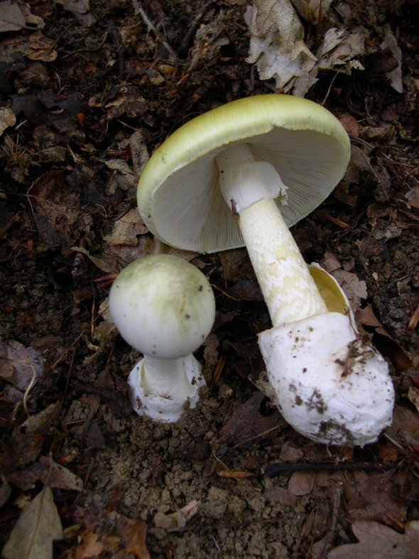 Бледную поганку считают самым ядовитым грибом