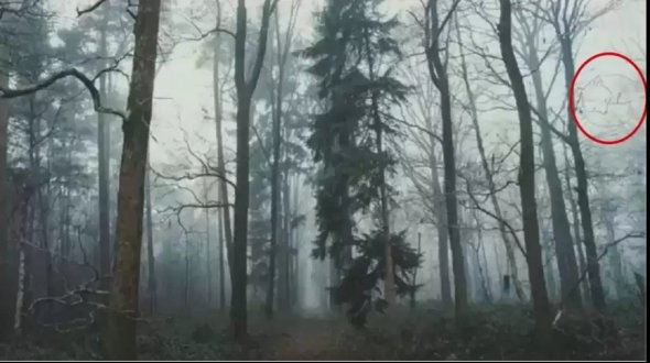 Головоломки с оптической иллюзией: найдите лису в лесу за 20 секунд