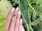 Тіна Кароль показала, що росте в неї на городі