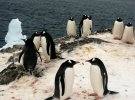 Почти 200 пингвинов пришли на станцию "Академик Вернадский" на брачный сезон