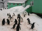 Почти 200 пингвинов пришли на станцию "Академик Вернадский" на брачный сезон
