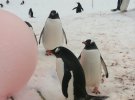 Майже 200 пінгвінів прийшли до станції "Академік Вернадський" на шлюбний сезон