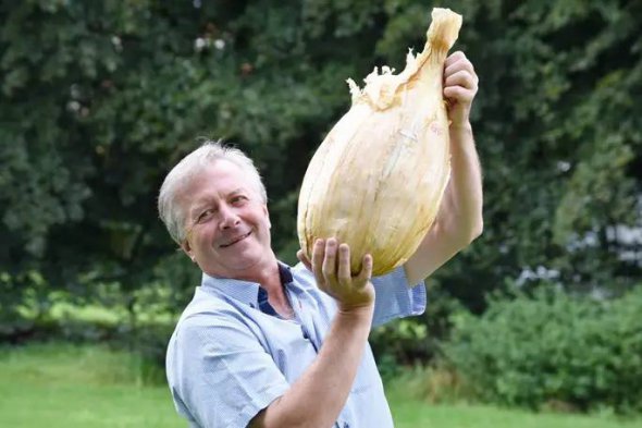 Самый большой лук в мире: британец попал в книгу рекордов Гиннеса с овощом-гигантом