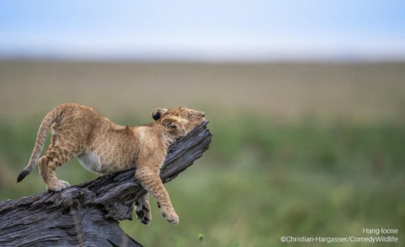 Фото-фіналісти престижної премії Comedy Wildlife Photography Awards 2023