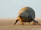 Фото-фіналісти престижної премії Comedy Wildlife Photography Awards 2023