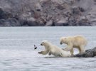 Фото-фіналісти престижної премії Comedy Wildlife Photography Awards 2023
