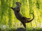 Фото-фіналісти престижної премії Comedy Wildlife Photography Awards 2023