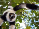 Фото-фіналісти престижної премії Comedy Wildlife Photography Awards 2023