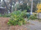 В Одесі 16 жовтня через сильний вітер падають дерева