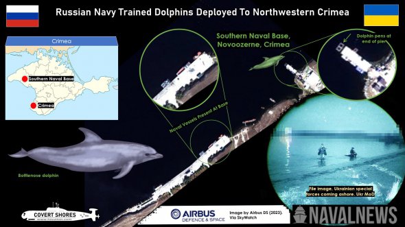Россия перебросила группы боевых дельфинов из временно оккупированного Севастополя в западную часть Крыма