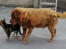 Найстаріший пес у світі Боббі з Португалії помер у 31 рік