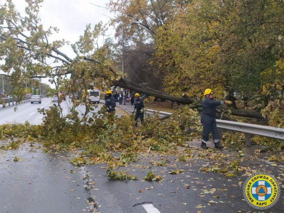 У Києві вже виявили майже 600 пошкоджених або повалених через негоду дерев