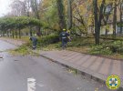 У Києві вже виявили майже 600 пошкоджених або повалених через негоду дерев