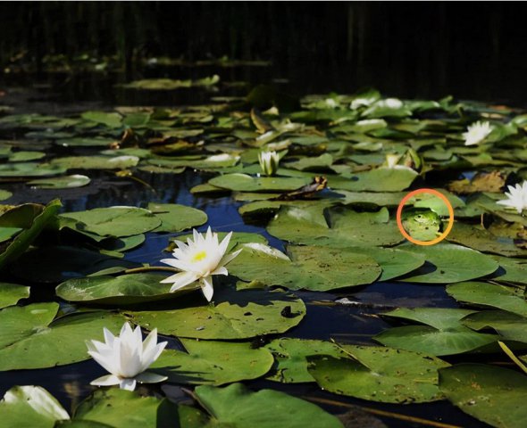 Головоломки с оптической иллюзией: отыщите лягушку на водяной лилии, если имеете острое зрение
