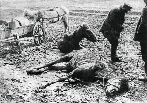 Коні помирають біля колгоспу у Білгороді навесні 1934-го. У цьому регіоні жили українці. Усю їжу і корм для тварин у них конфіскували