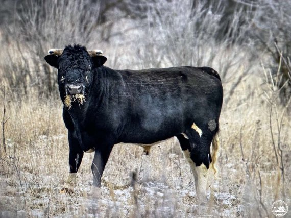 Чорнобильський заповідник показав фото здичавілих корів