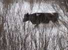 Чернобыльский заповедник показал фото одичавших коров