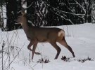 В Киеве коммунальщики сняли на видео диких зверей, которые приходят к кормушкам