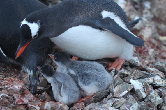 Беби-бум на станции "Академик Вернадский": родились первые пингвинята 