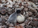 Бебі-бум на станції “Академік Вернадський”: народились перші пінгвінята