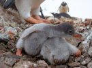 Беби-бум на станции "Академик Вернадский": родились первые пингвинята 