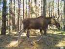 Чорнобильський радіаційно-екологічний біосферний заповідник опублікував фото диких тварин