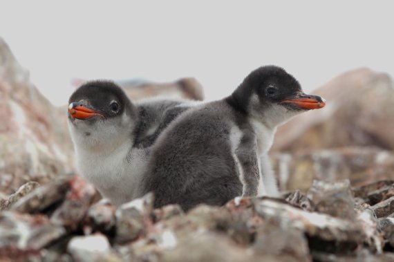 Полярники показали, як пінгвіни годують своїх дитинчат