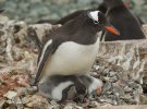 Полярники показали, как пингвины кормят своих детенышей