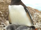 Полярники показали, как пингвины кормят своих детенышей