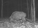 Фото диких тварин з Чорнобильського радіаційно-екологічного біосферного заповідника