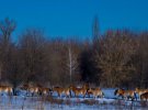 Фото диких животных из Чернобыльского радиационно-экологического биосферного заповедника