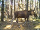 Фото диких животных из Чернобыльского радиационно-экологического биосферного заповедника