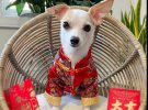Пес породи чихуахуа на ім'я Бао із Торонто подорожує світом у розкішних п’ятизіркових готелях