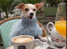 Пес породи чихуахуа на ім'я Бао із Торонто подорожує світом у розкішних п’ятизіркових готелях
